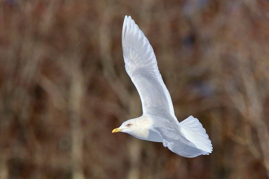 Iceland Gull by Scott Heron is licensed under CC BY-SA 2.0.